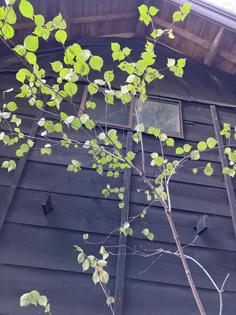 600 山採り　ミヤマガマズミ