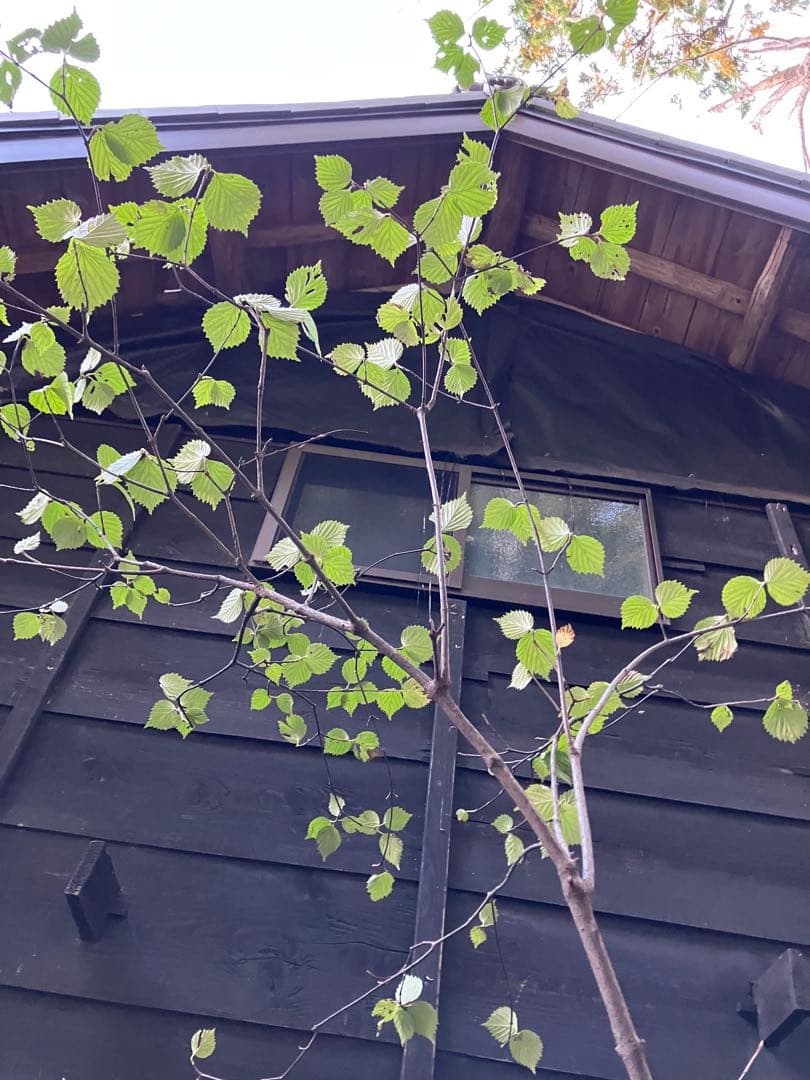 600 山採り　ミヤマガマズミ