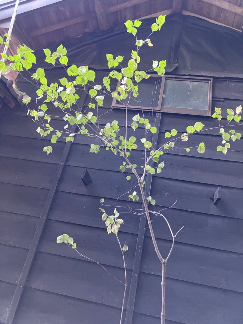 600 山採り　ミヤマガマズミ