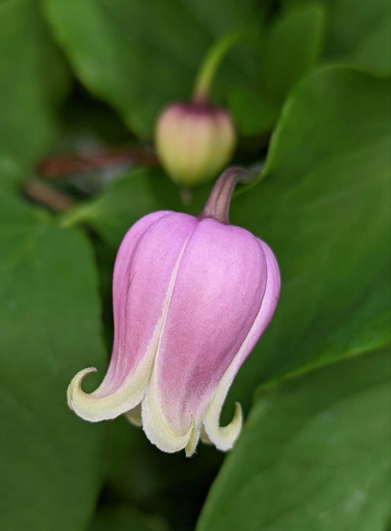 【這沢】クレマチス4年生 大株 ☆ラベル付正規品 鉢のまま発送