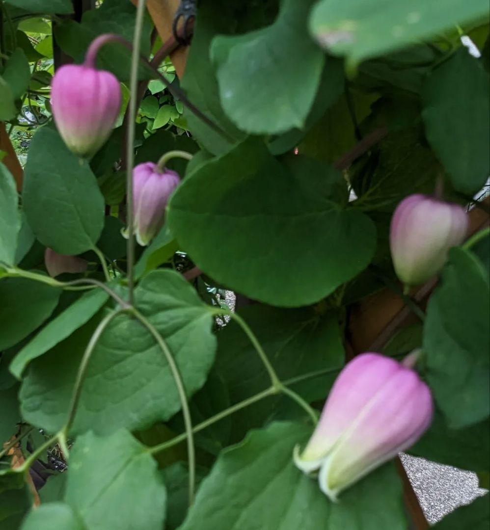 【這沢】クレマチス4年生 大株 ☆ラベル付正規品 鉢のまま発送