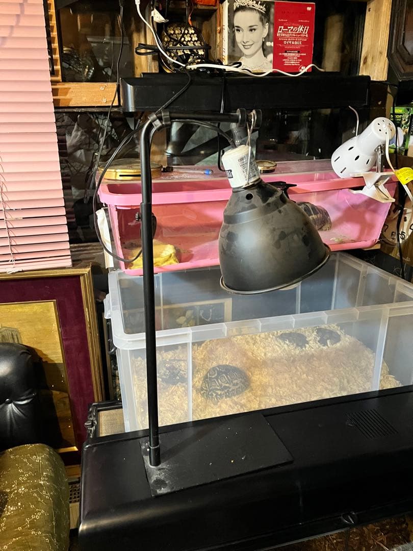 みじたく 爬虫類ゲージ、グラステラリウムGEXエキゾテラグラステラリウム