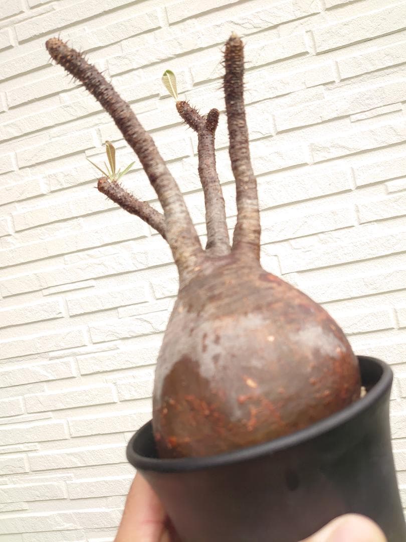 パキポディウム グラキリス