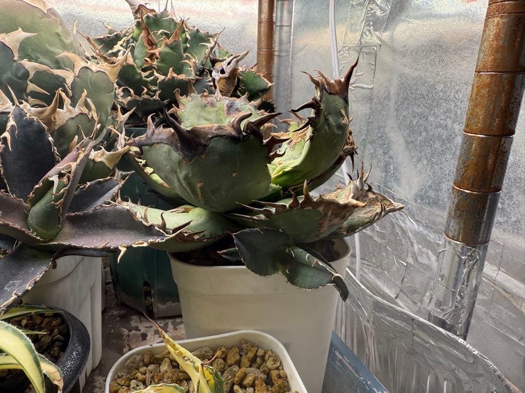 -Original-アガベ オアハカ オテロイ チタノタ 脇芽 発根済