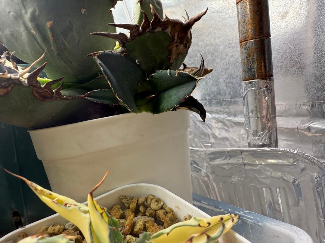 -Original-アガベ オアハカ オテロイ チタノタ 脇芽 発根済