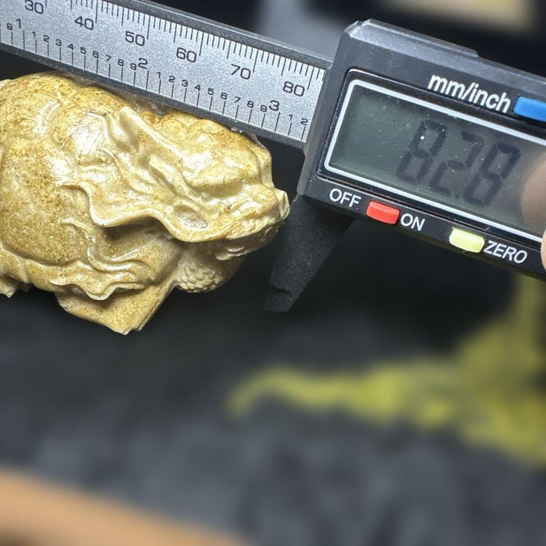 【希少】天然　龍宮舎利　龍亀　ロングイ