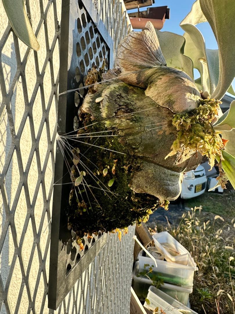 ビカクシダ　ウィリンキー　セルソタッタ　TC