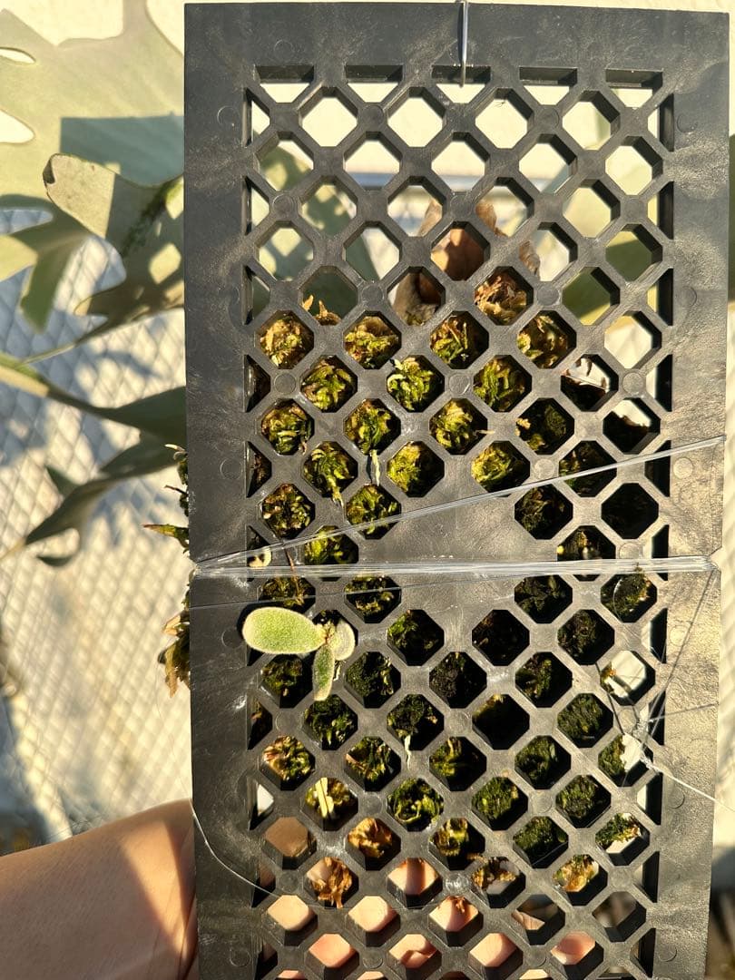 ビカクシダ　ウィリンキー　セルソタッタ　TC