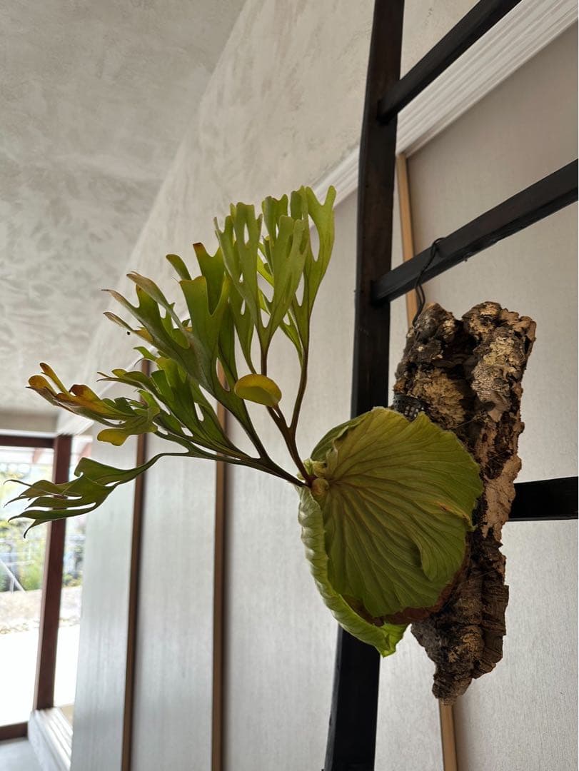 P.ridleyi wild リドレイ ワイルド ビカクシダ 三角コルク板付け