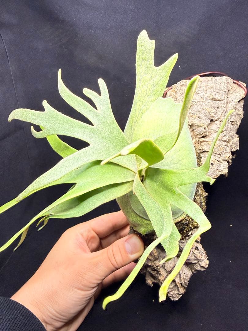 ビカクシダ　P.willinckii Jade Girl pup コルク付け