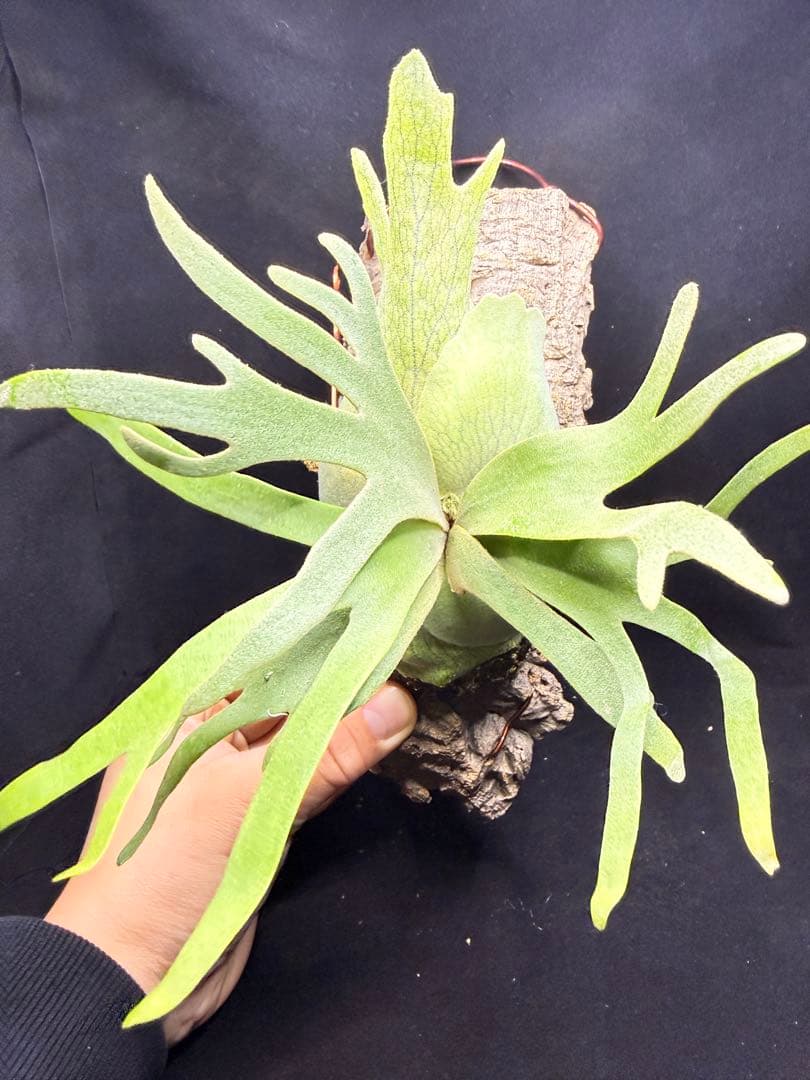 ビカクシダ　P.willinckii Jade Girl pup コルク付け