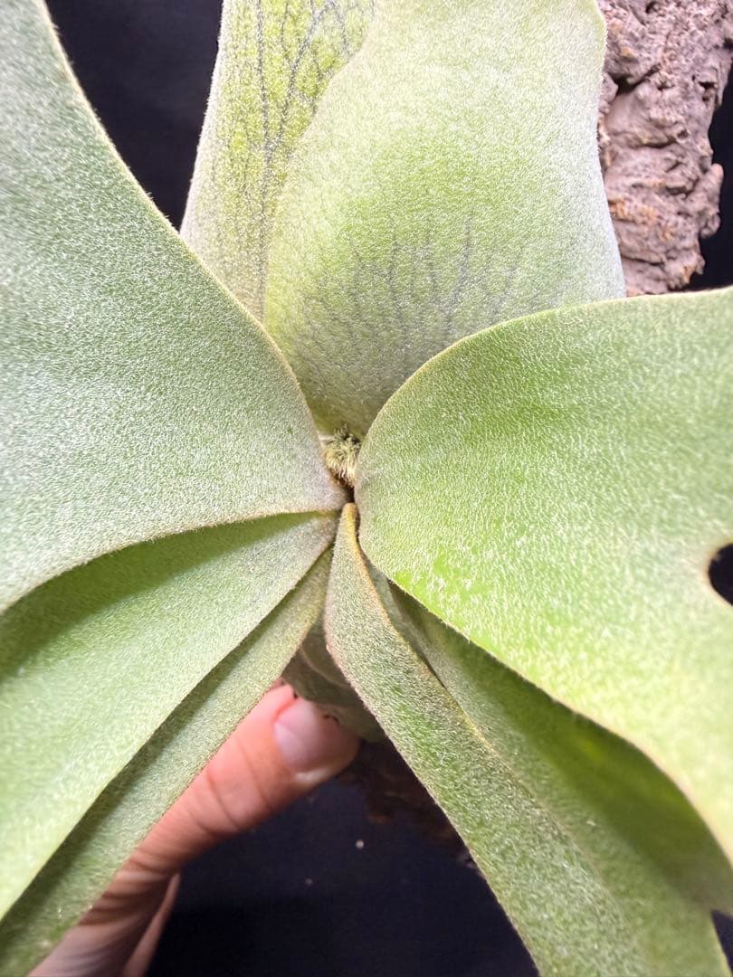 ビカクシダ　P.willinckii Jade Girl pup コルク付け