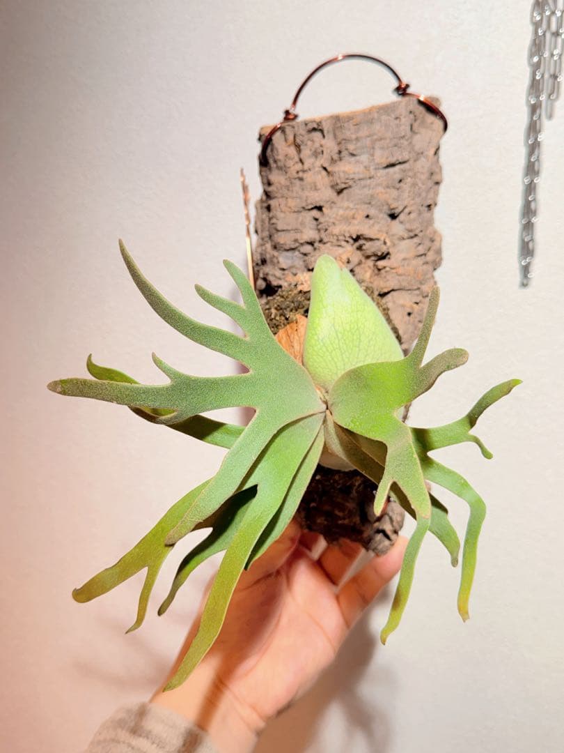 ビカクシダ　P.willinckii Jade Girl pup コルク付け