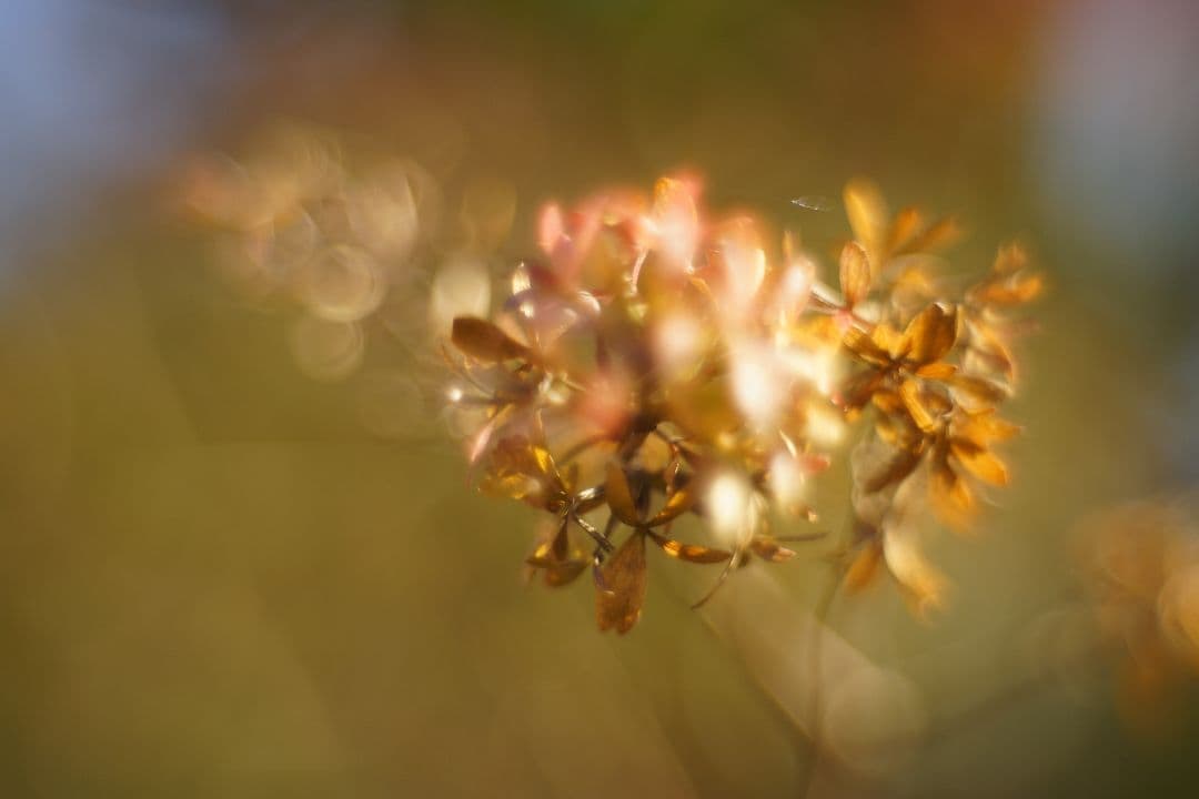 Oreston 50mm f1.8 前期型 M42 おすすめクセ玉オールドレンズ
