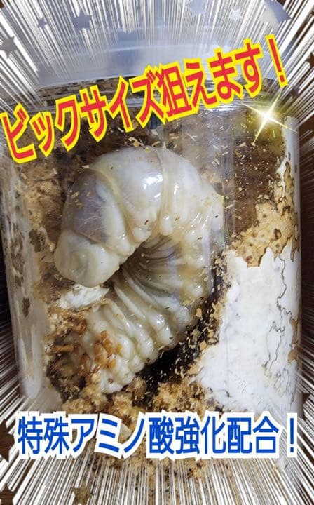 極上！ヒマラヤひらたけ菌糸ブロック【7個】初菌のみ使用！国産オオクワ85ミリ実績