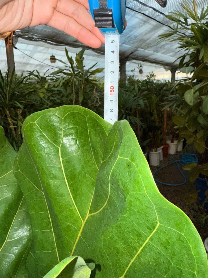 【特級品】フィカス リラータ (カシワバゴム) 10号鉢サイズ 鉢付き 送料込