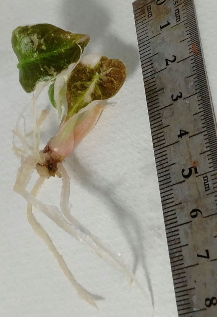 For ティファニー