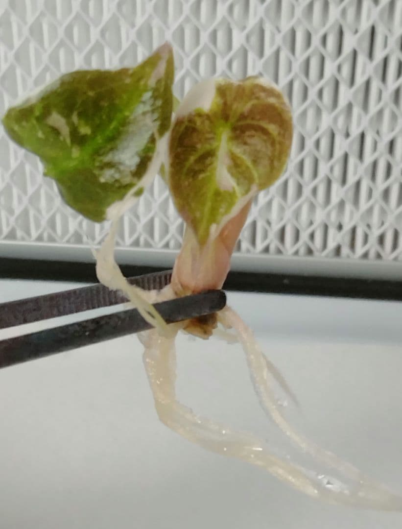 For ティファニー