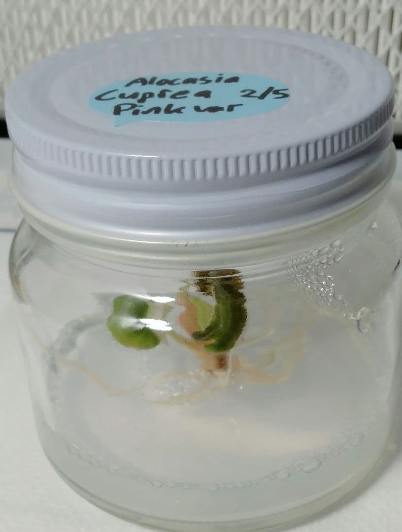 For ティファニー