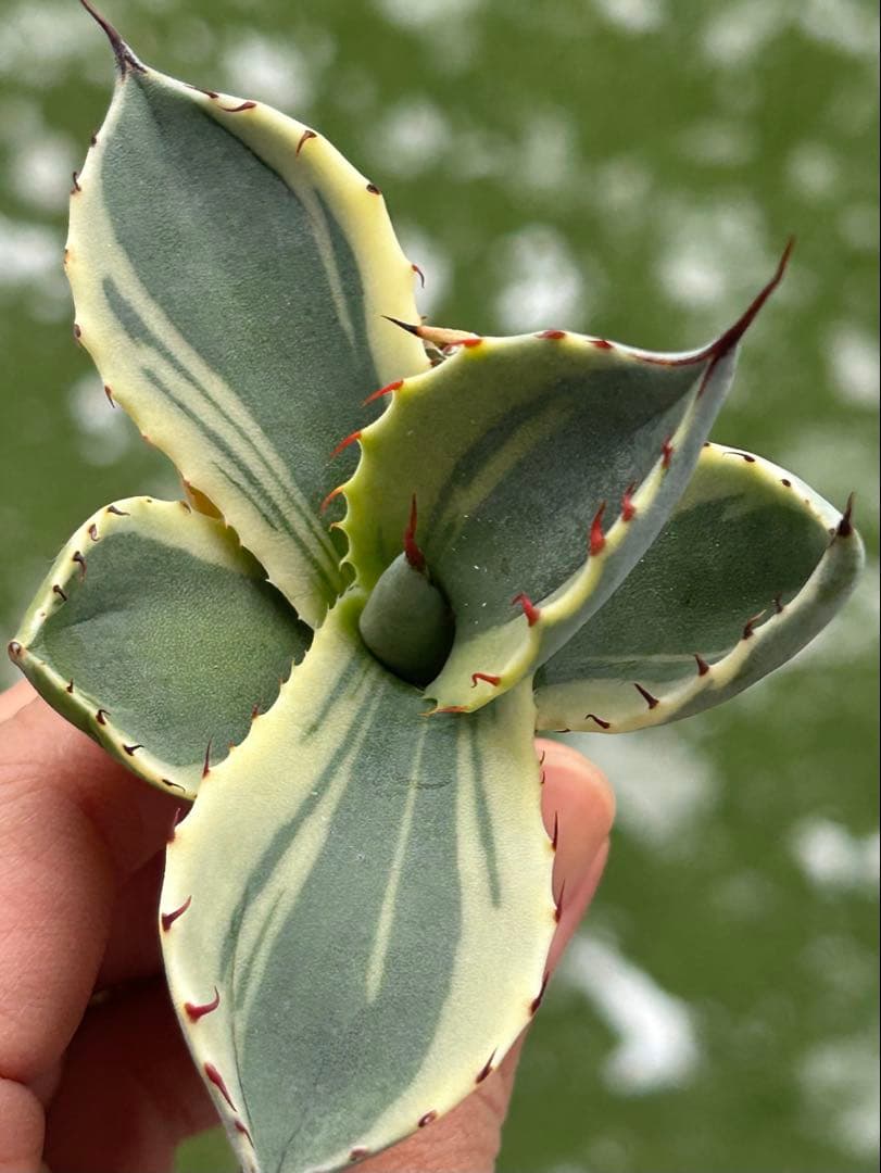 激レア最高級株！発根済み！オリザバ⑤極上株！アガベ　根付き