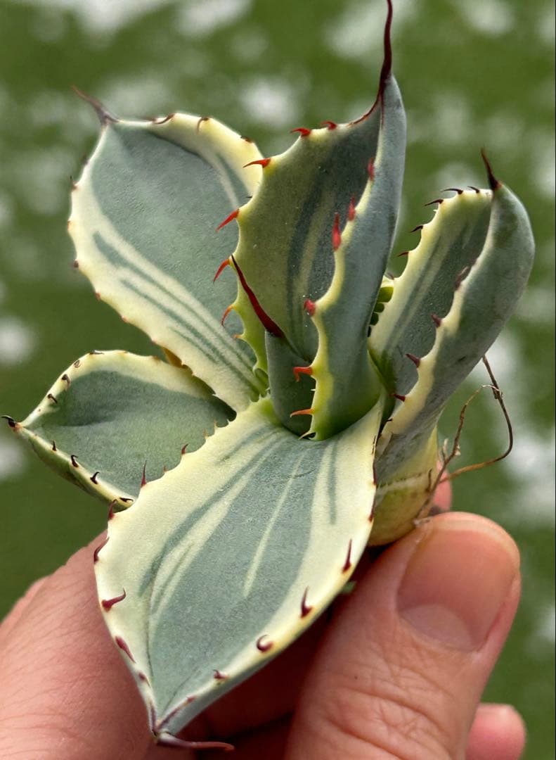 激レア最高級株！発根済み！オリザバ⑤極上株！アガベ　根付き