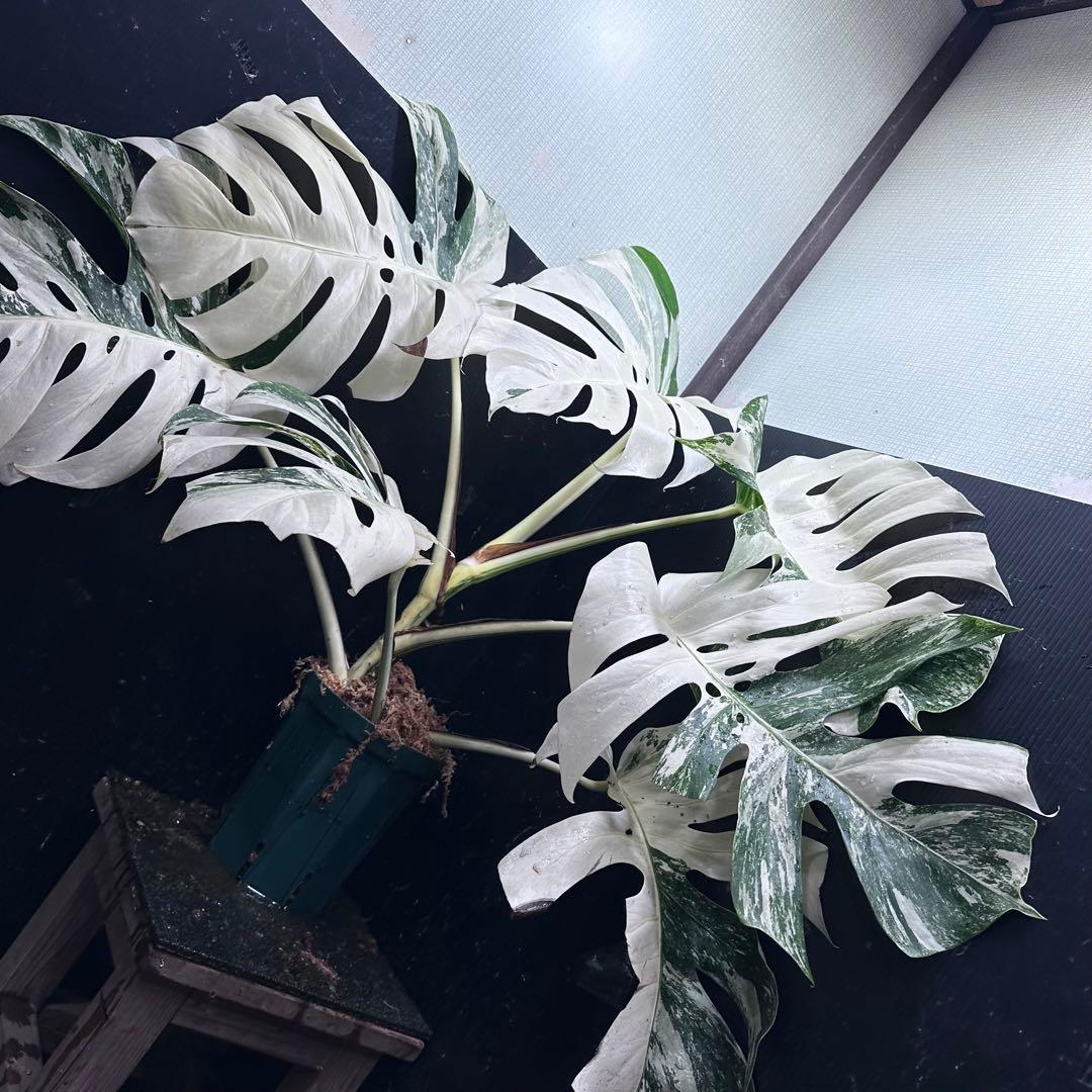 あ*き様 斑入りモンステラ ホワイトタイガー極美大株81cm白斑多レア