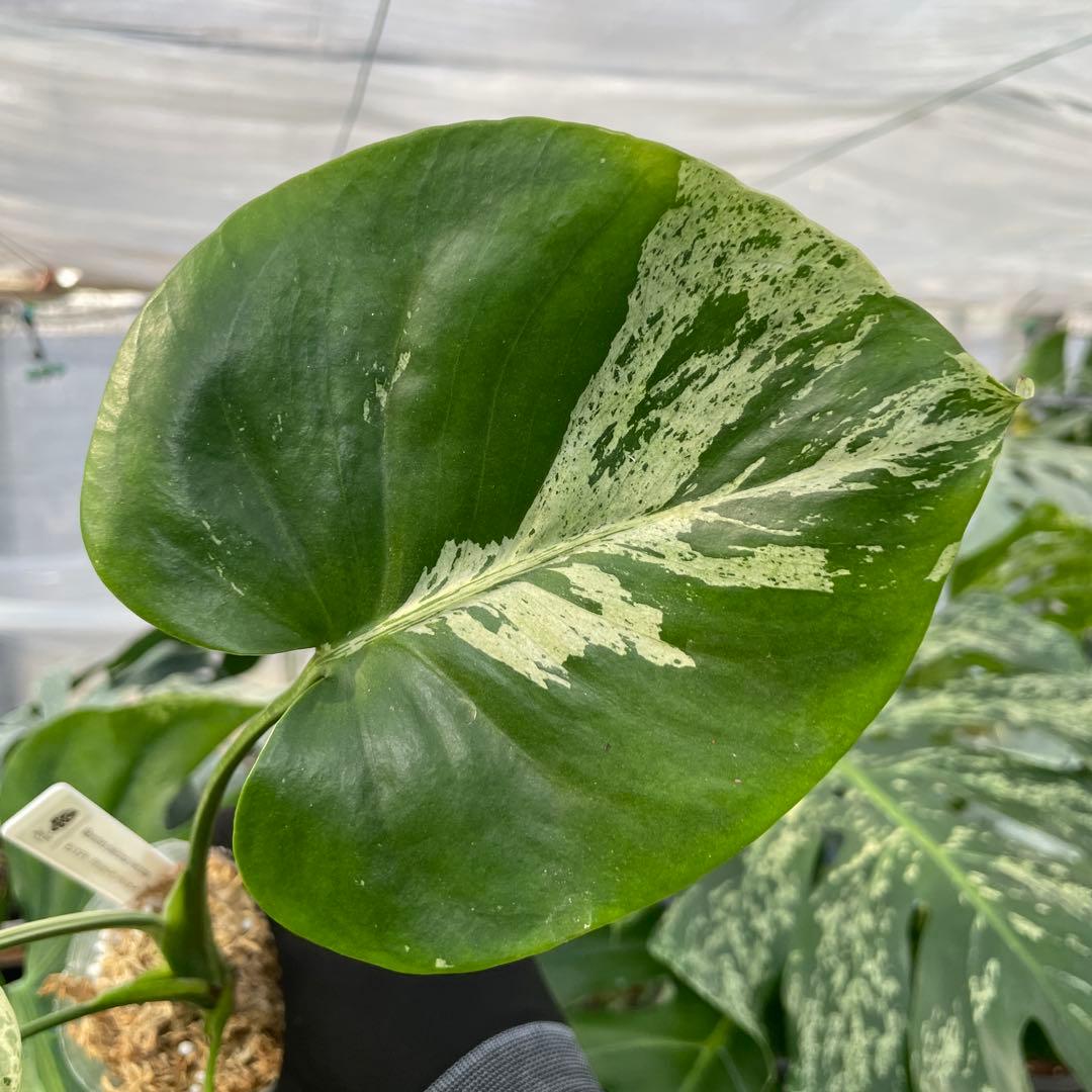 12モンステラ　デリシオーサ　ベトシオーサ　美斑入り
