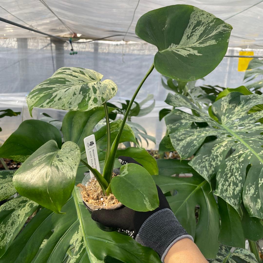 12モンステラ　デリシオーサ　ベトシオーサ　美斑入り