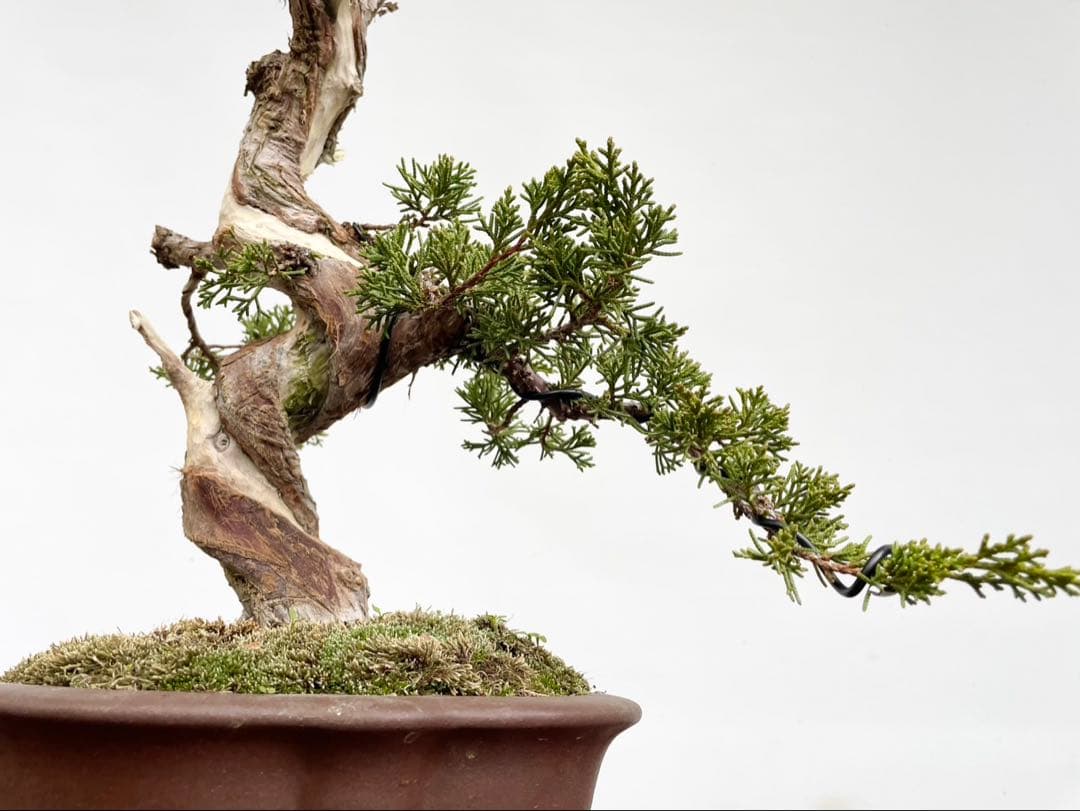 白木盆栽園　真柏　樹高42センチ　盆栽黒松赤松五葉松観葉植物シンパク糸魚川真柏