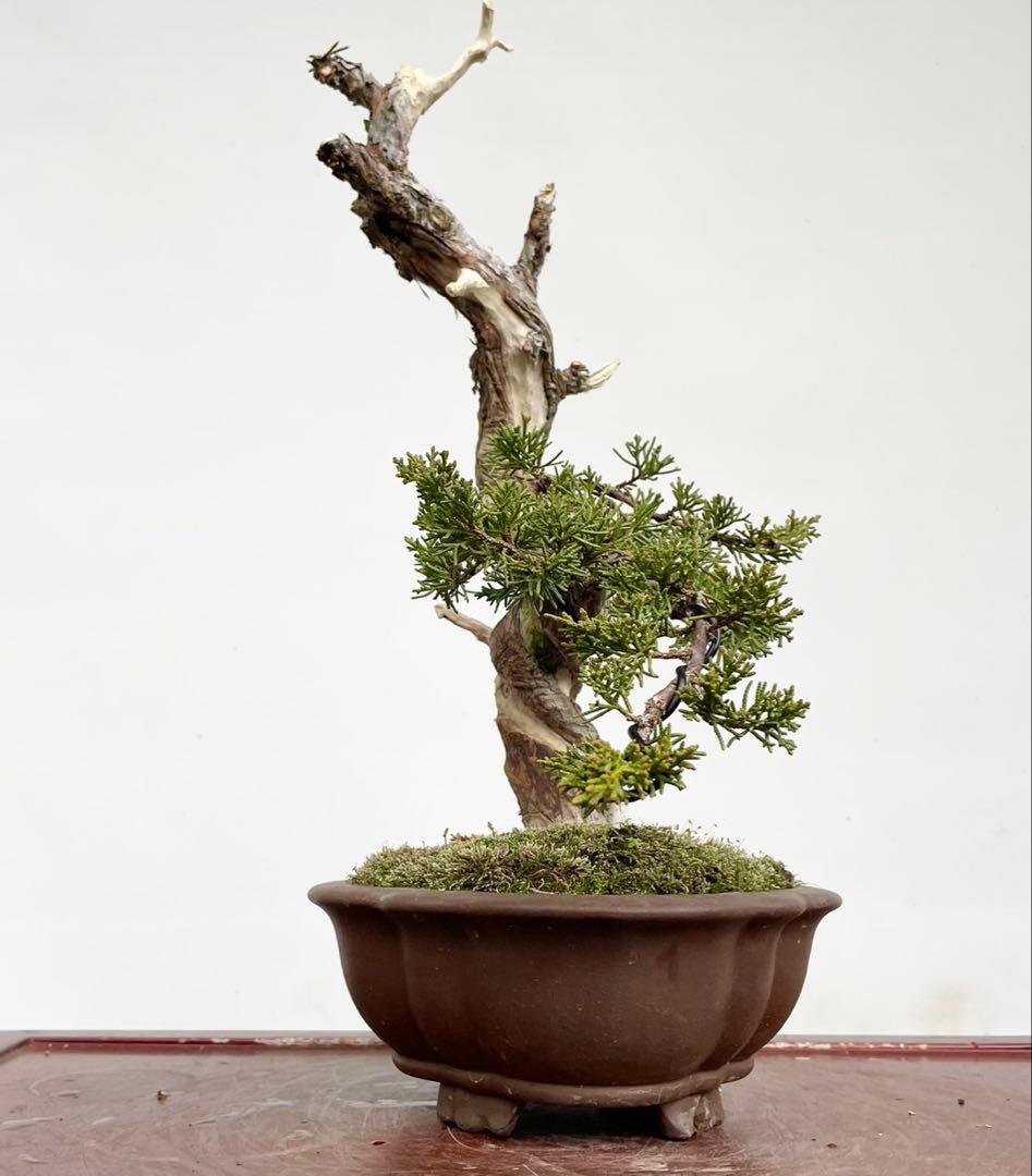 白木盆栽園　真柏　樹高42センチ　盆栽黒松赤松五葉松観葉植物シンパク糸魚川真柏