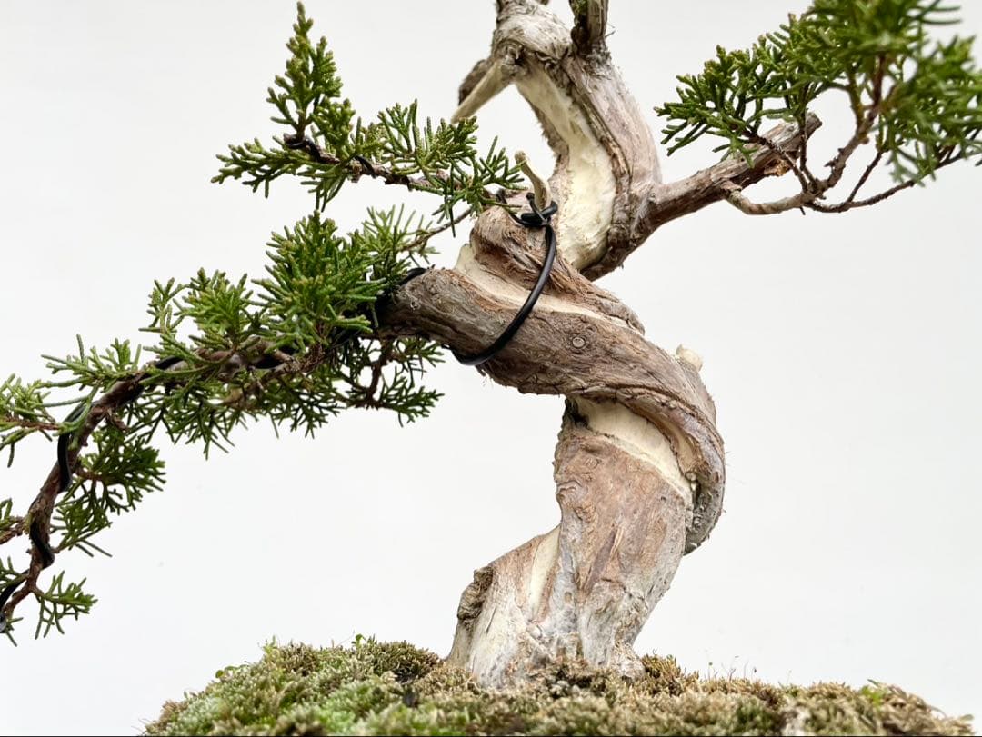 白木盆栽園　真柏　樹高42センチ　盆栽黒松赤松五葉松観葉植物シンパク糸魚川真柏