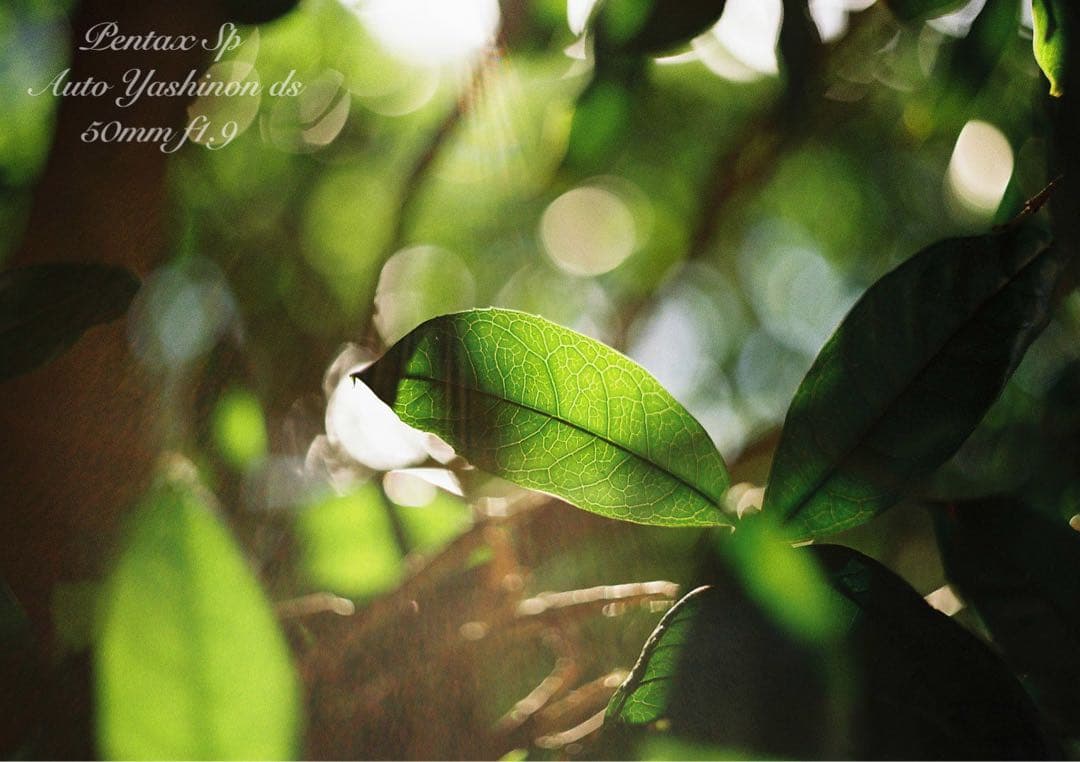 ヤシカyashinon ds f1.9+pentax sp 完動品＊美品