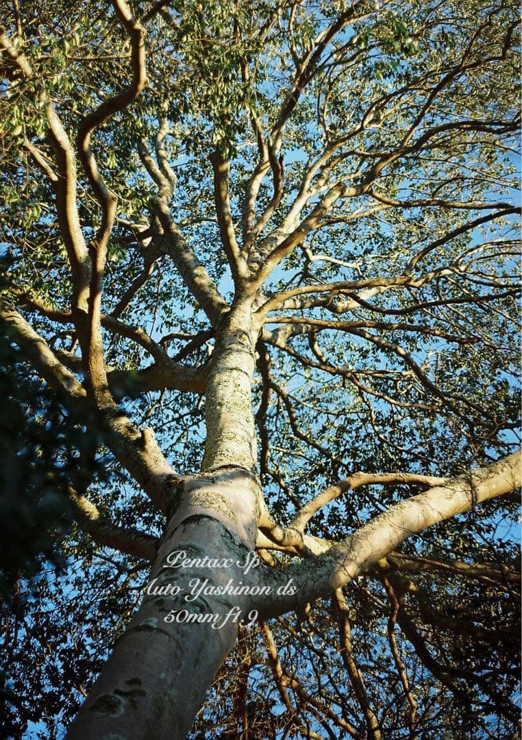 ヤシカyashinon ds f1.9+pentax sp 完動品＊美品