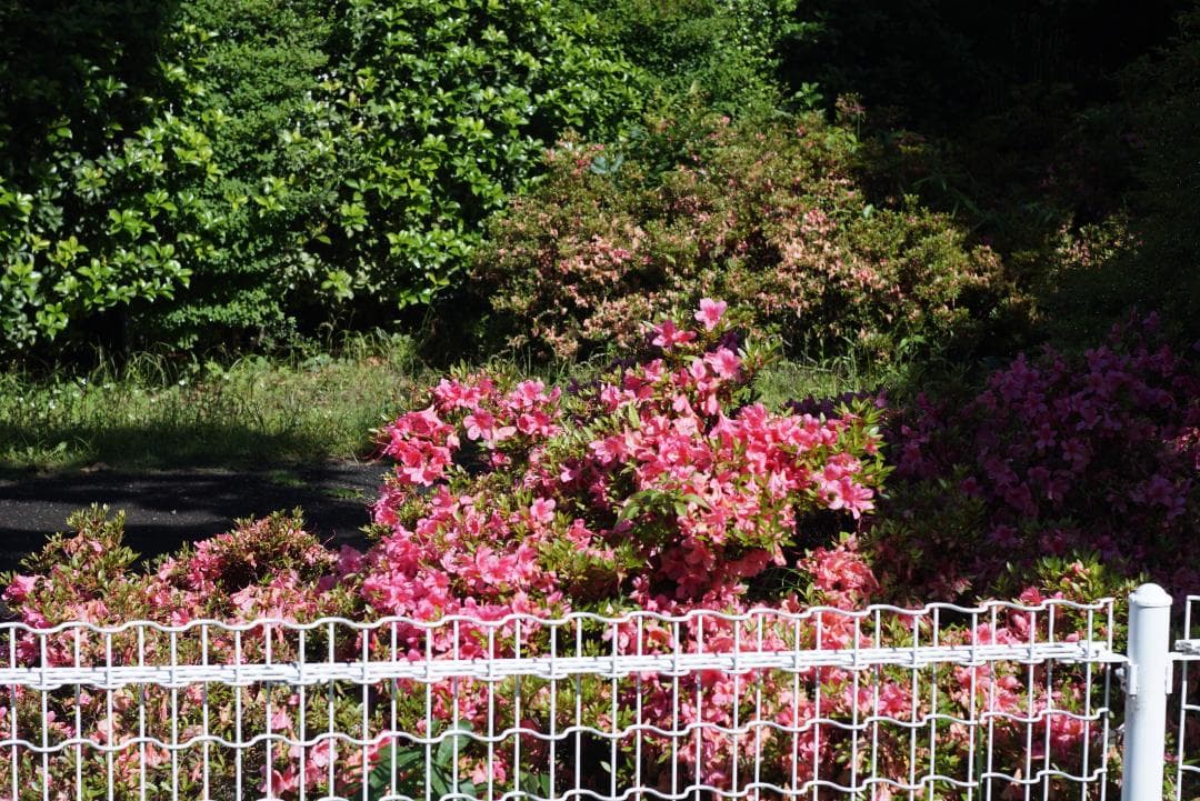 オリンパス OM-1 OM-SYSTEM F.ZUIKO 50mm F1.8