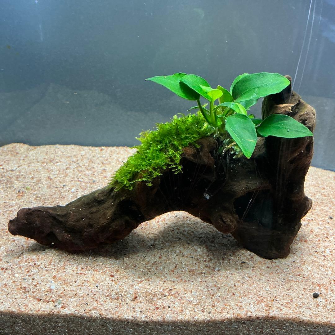 【速達】ジャイアント南米モス活着 アヌビアスボンサイ付き流木15cm