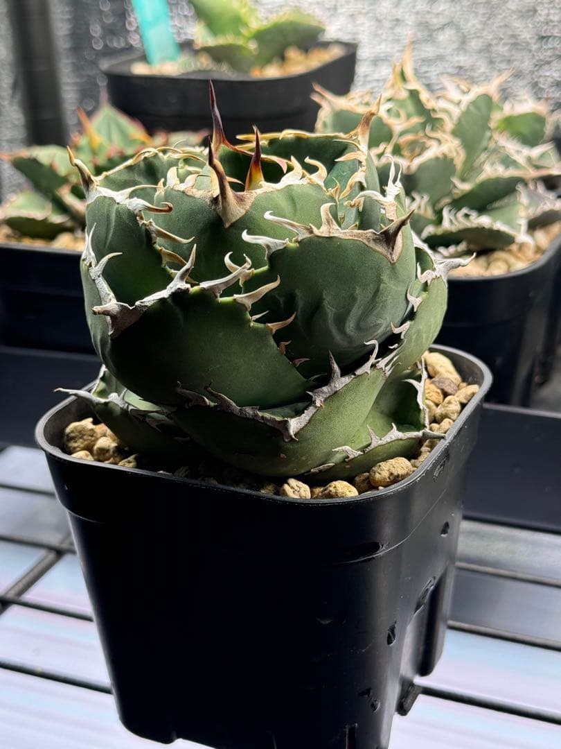 アガベ チタノタ 窮奇