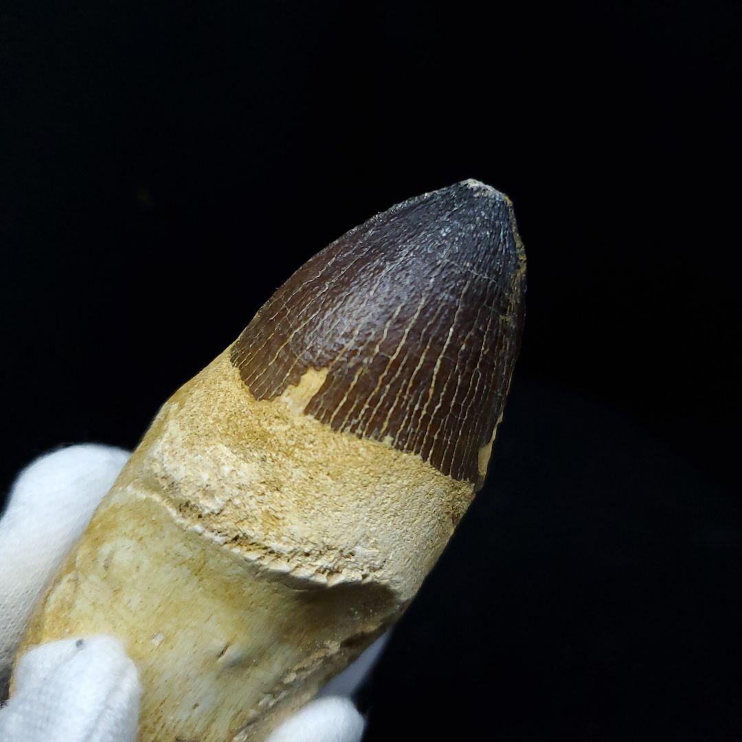 美品 歯根付き モササウルス 化石 歯 本物 70.46mm mos65