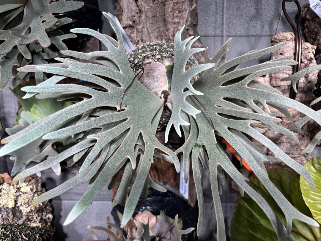 P. willinckii Totoro sporeling ビカクシダ トトロ