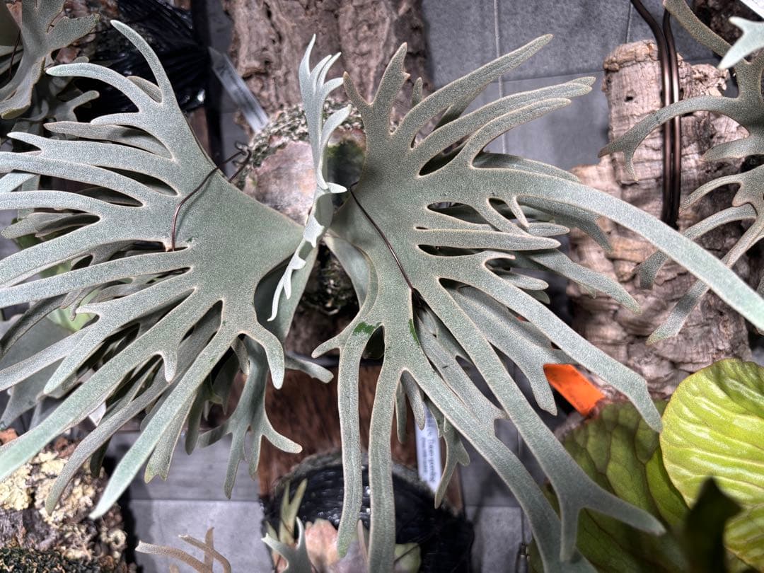 P. willinckii Totoro sporeling ビカクシダ トトロ