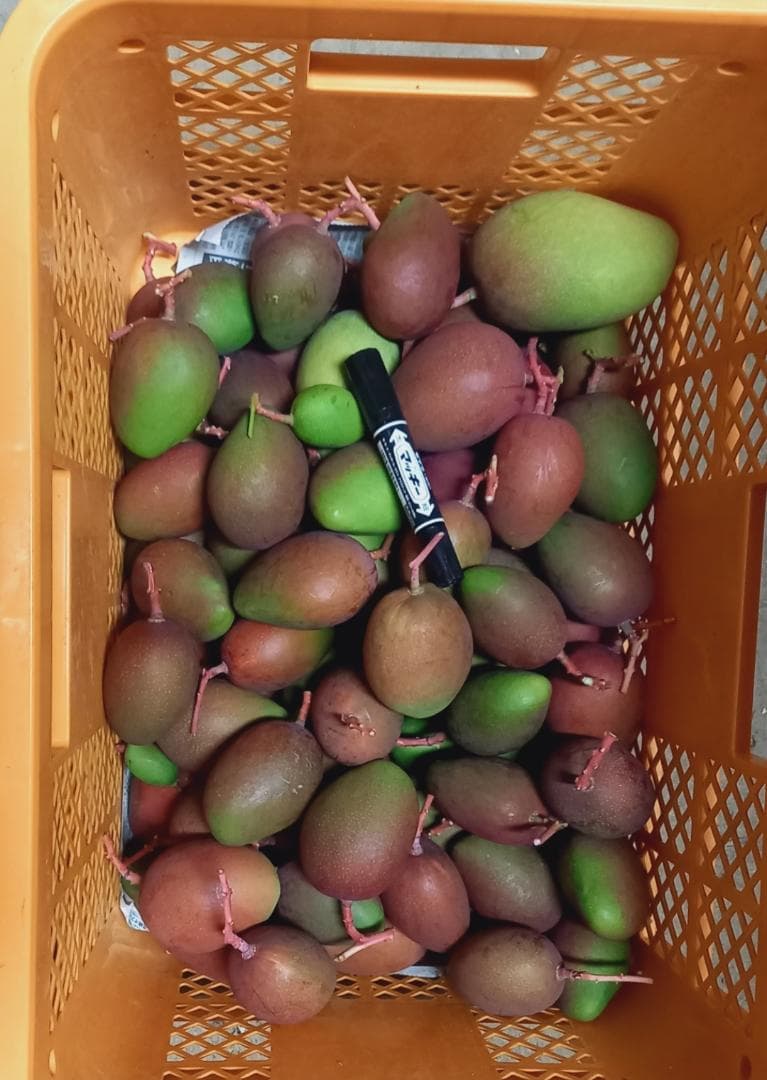 マンゴー+摘果 / 20.4 kg including box