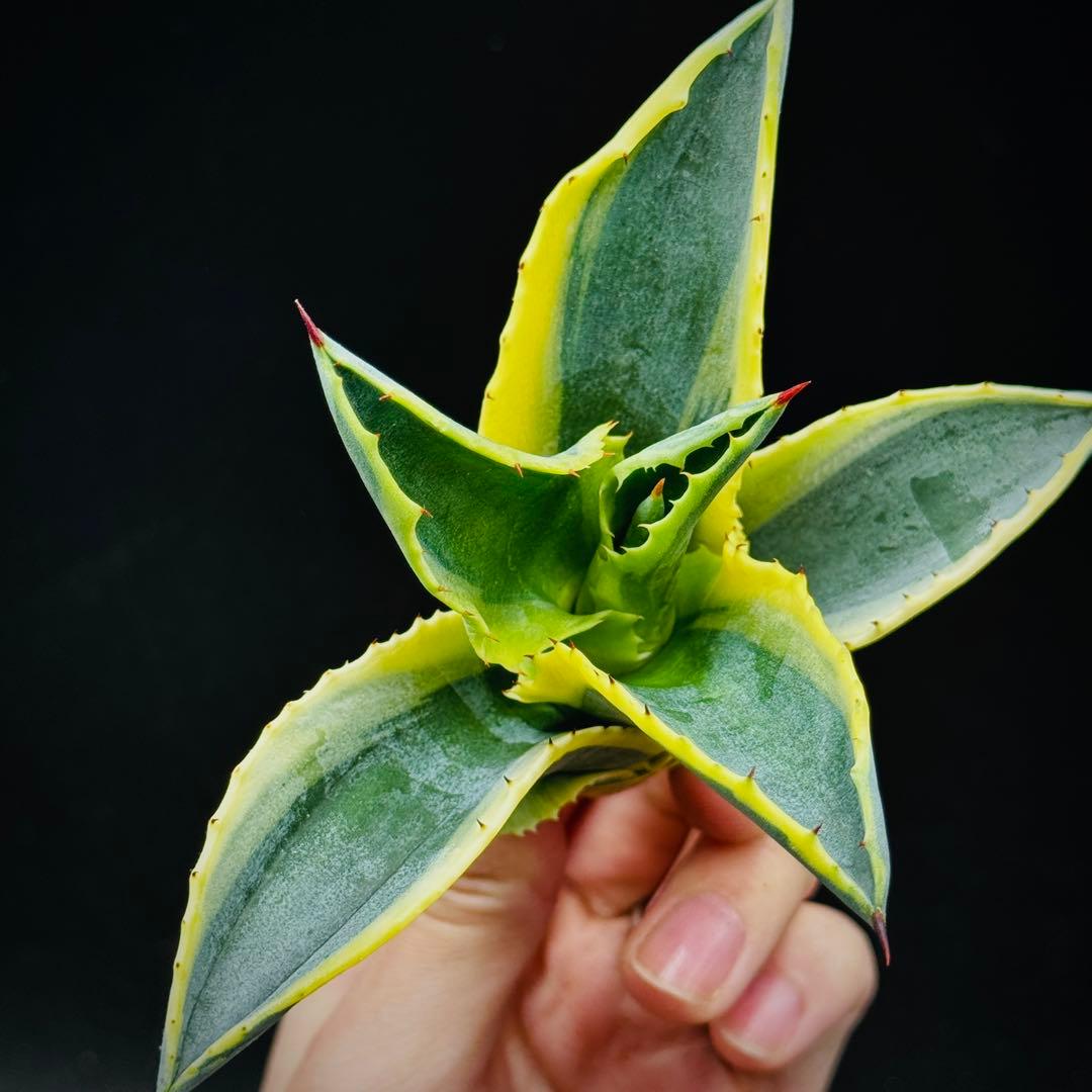 t*0様 棘界/アガベ/リップルエフェクト/天芽美株/コレクション株