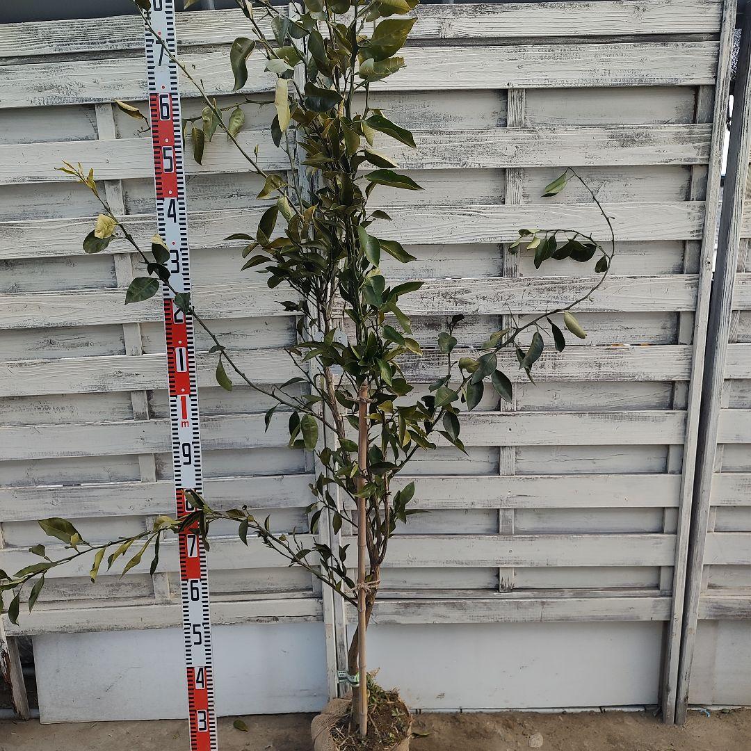 がんもさま専用出品 せとか3年生 登録品種 苗木