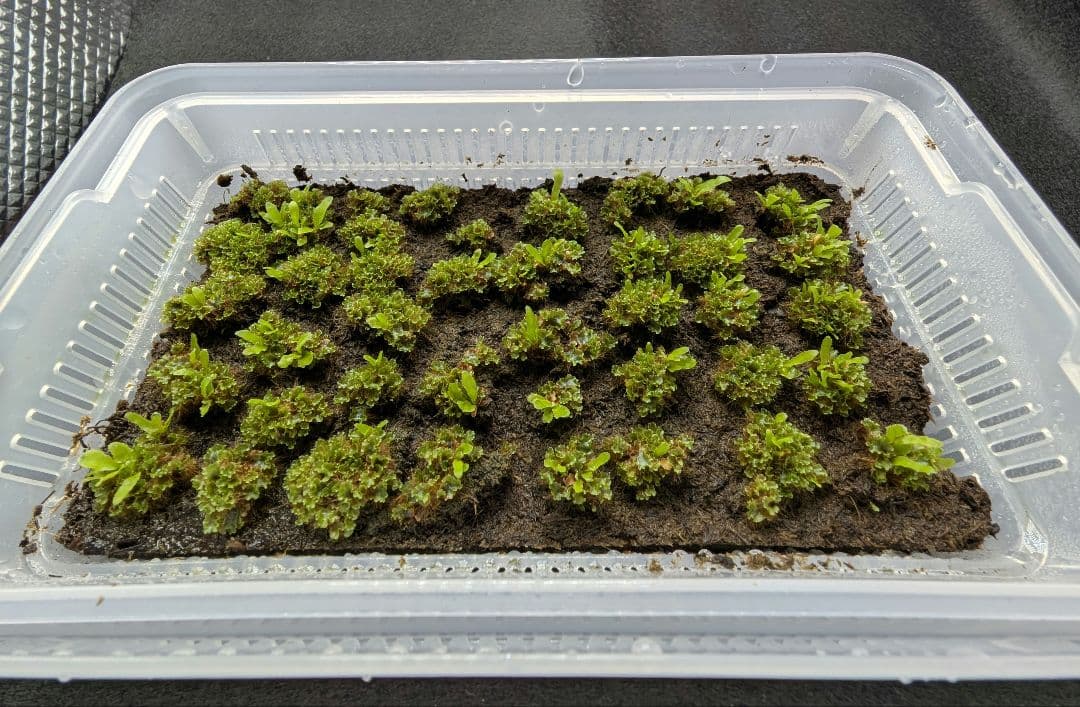 P. willinckii OMG 胞子体前葉体S２