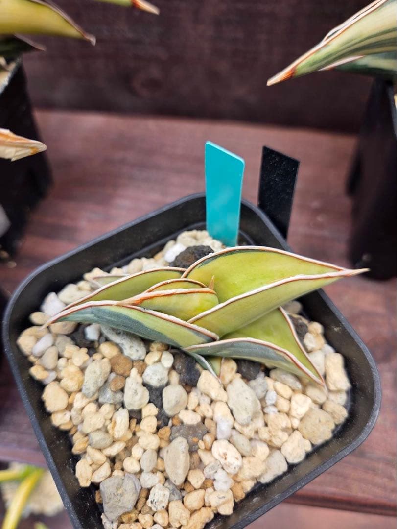 S-87 超希少！小さめ サンスベリア ロリダ 斑入り ベアルート メルカリ便