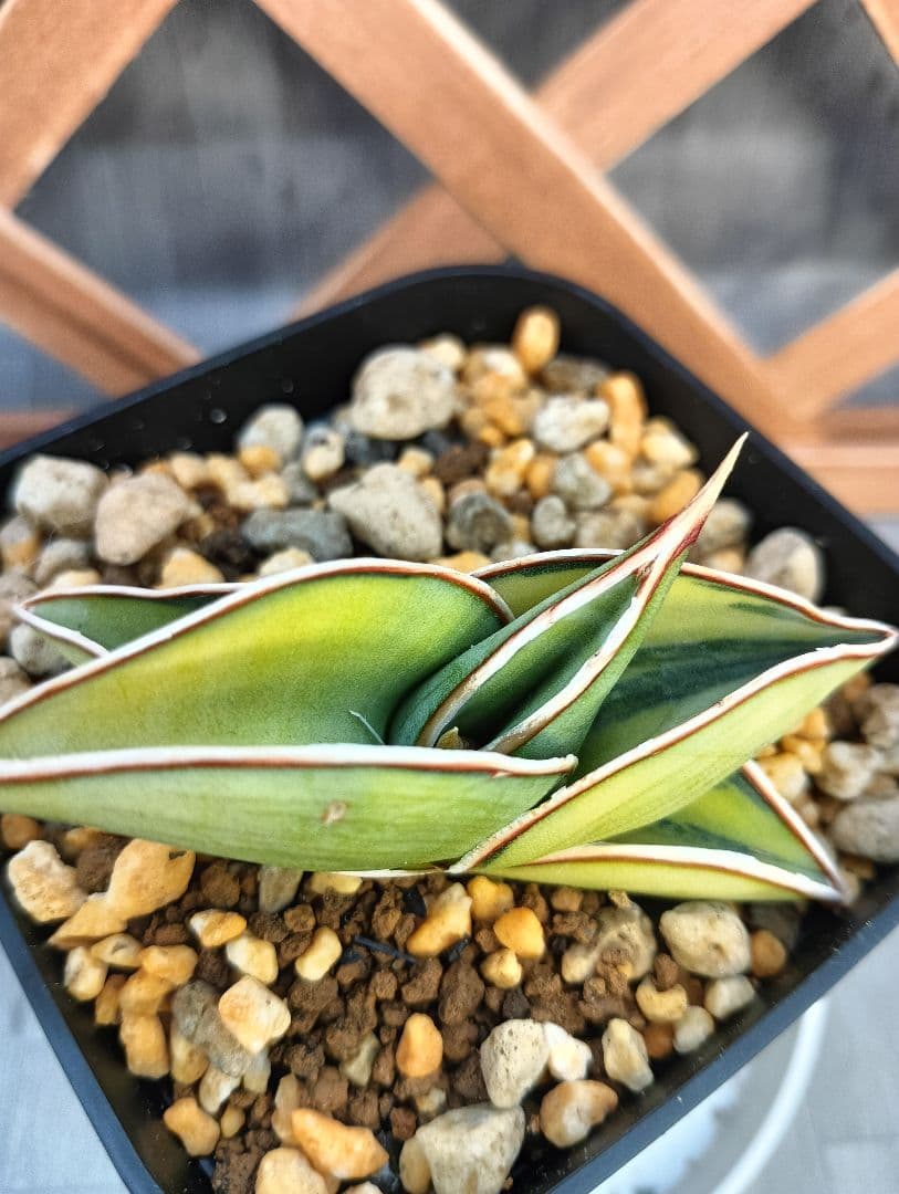 S-87 超希少！小さめ サンスベリア ロリダ 斑入り ベアルート メルカリ便