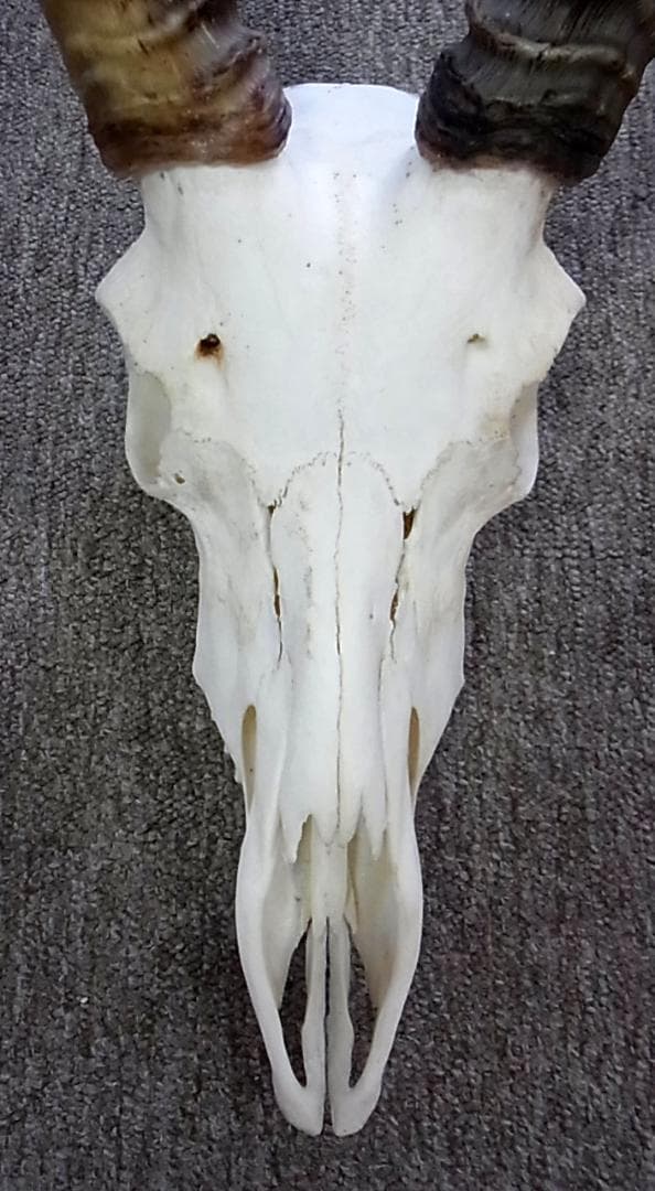 アフリカ便！インパラ スカルホーン B