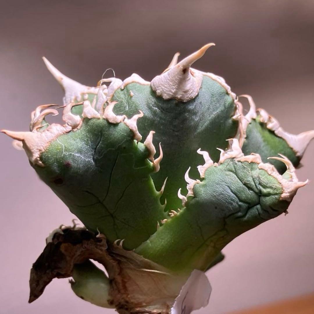 t*様 【オークション】⑥選抜　子株2株付き　太棘　アガべ　チタノタ　白豪刺　T