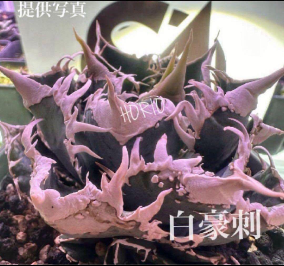 t*様 【オークション】⑥選抜　子株2株付き　太棘　アガべ　チタノタ　白豪刺　T