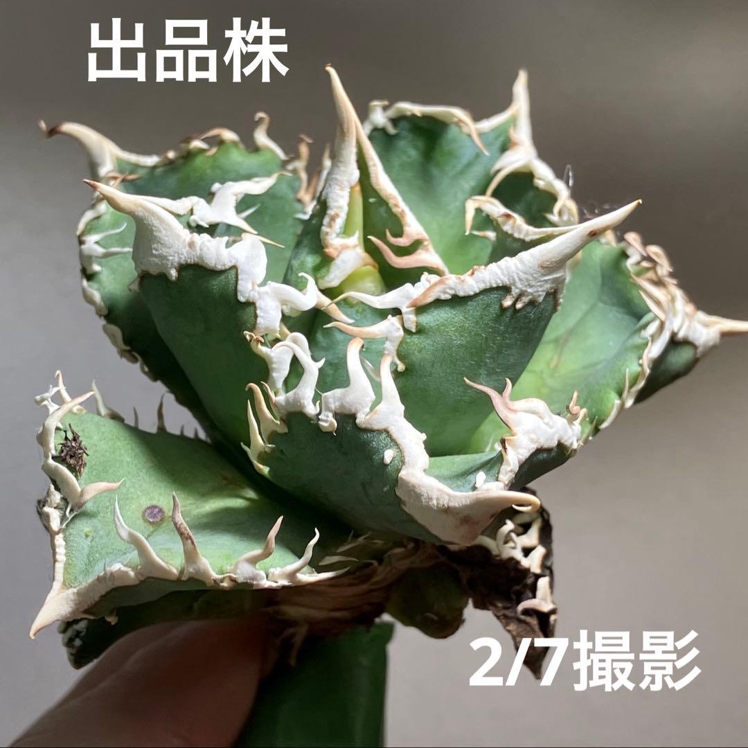 t*様 【オークション】⑥選抜　子株2株付き　太棘　アガべ　チタノタ　白豪刺　T
