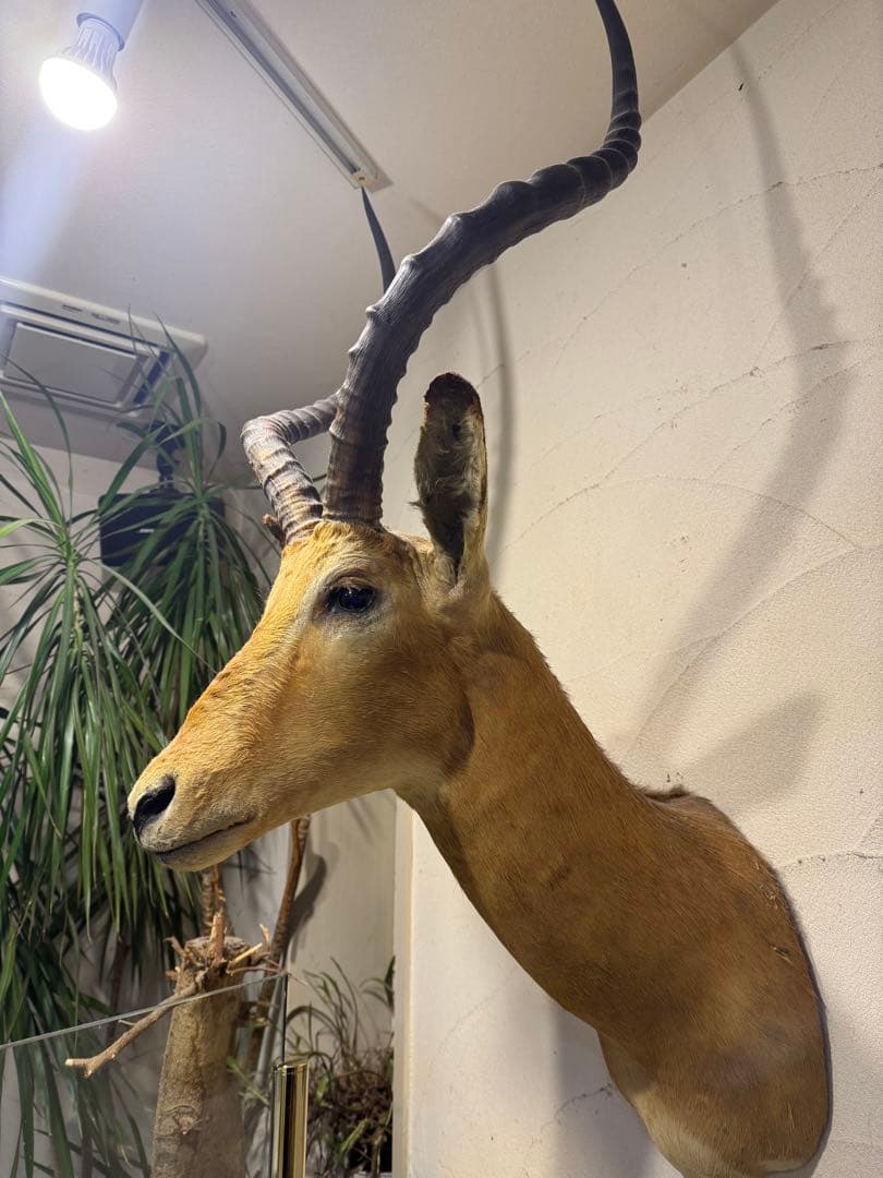 インパラ　剥製　ハンティングトロフィー